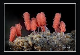 Attēlu rezultāti vaicājumam “Arcyria globosa macro”