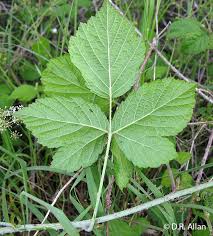 Attēlu rezultāti vaicājumam “Rubus caesius”