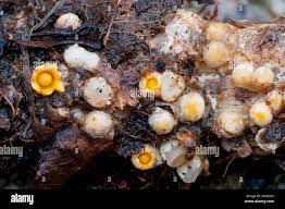 Attēlu rezultāti vaicājumam “Sphaerobolus stellatus”