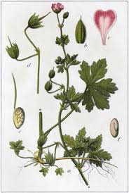 Attēlu rezultāti vaicājumam “Geranium bohemicum”