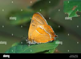 Attēlu rezultāti vaicājumam “Thecla betulae underside”