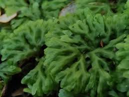 Attēlu rezultāti vaicājumam “Fossombronia foveolata sporophyte”