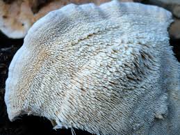 Attēlu rezultāti vaicājumam “Postia stiptica”