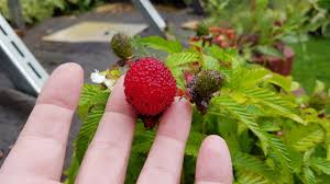 Attēlu rezultāti vaicājumam “Rubus illecebrosus fruit”