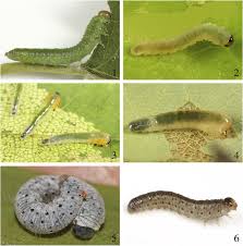 Attēlu rezultāti vaicājumam “Mellicta athalia larva”