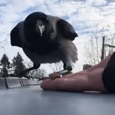 Attēlu rezultāti vaicājumam “Corvus cornix juvenile”