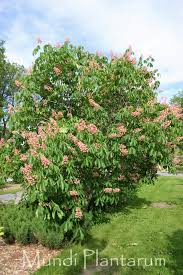 Attēlu rezultāti vaicājumam “Aesculus x hybrida”