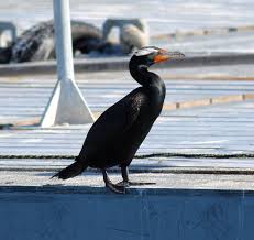 Image result for Phalacrocorax auritus