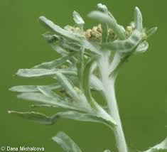 Attēlu rezultāti vaicājumam “Gnaphalium uliginosum leaf”