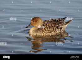 Image result for Anas acuta