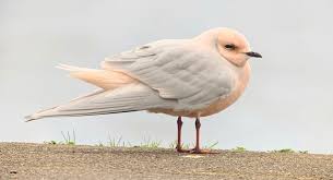 Image result for Rhodostethia rosea