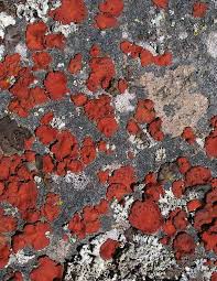 Attēlu rezultāti vaicājumam “Sclerophora coniophaea”