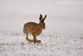 Attēlu rezultāti vaicājumam “Lepus europaeus adult”