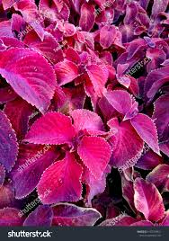 Attēlu rezultāti vaicājumam “Urticaceae”