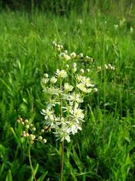Image result for Filipendula vulgaris