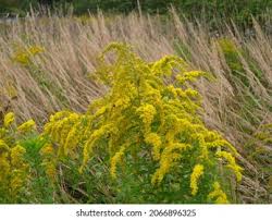 Attēlu rezultāti vaicājumam “Solidago virgaurea bud”