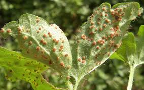 Attēlu rezultāti vaicājumam “Puccinia agrostidis”