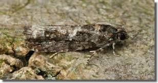 Attēlu rezultāti vaicājumam “Epinotia immundana”