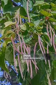 Attēlu rezultāti vaicājumam “Catalpa ovata fruit”