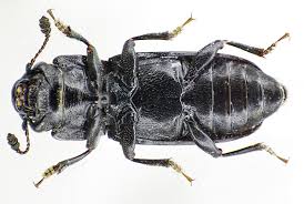 Attēlu rezultāti vaicājumam “Glischrochilus quadripunctatus”