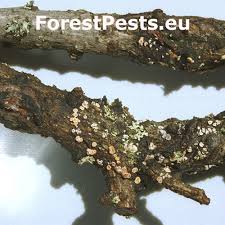 Attēlu rezultāti vaicājumam “Lachnellula willkommii”