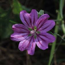 Image result for Malve