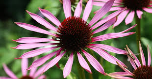 Image result for Echinacea purpurea