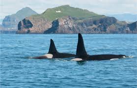 Image result for Orcinus orca