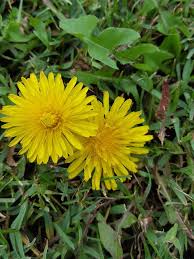 Attēlu rezultāti vaicājumam “Taraxacum officinale aggr. fruit”