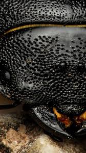 Attēlu rezultāti vaicājumam “Licea pusilla macro”