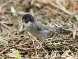 Image result for Sylvia sarda