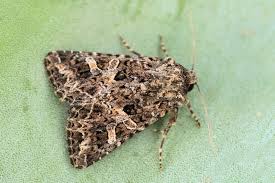 Attēlu rezultāti vaicājumam “Hadena rivularis”