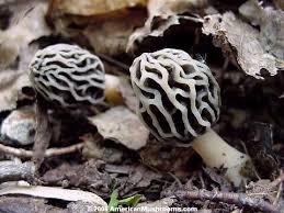 Attēlu rezultāti vaicājumam “Morchella esculenta”