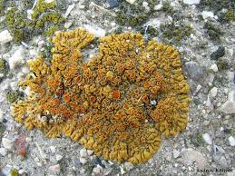 Attēlu rezultāti vaicājumam “Caloplaca saxicola”