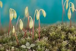 Attēlu rezultāti vaicājumam “sporophyte”