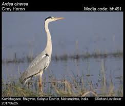 Attēlu rezultāti vaicājumam “Ardea cinerea”