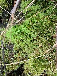 Attēlu rezultāti vaicājumam “Pohlia cruda sporophyte”