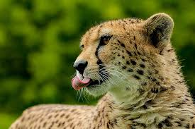 Afbeeldingsresultaat voor cheeta