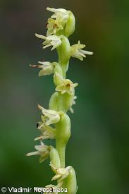 Attēlu rezultāti vaicājumam “Herminium monorchis”