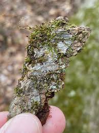 Attēlu rezultāti vaicājumam “Platygyrium repens”