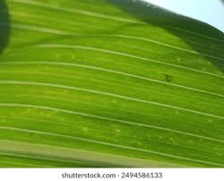 Attēlu rezultāti vaicājumam “Zea mays leaf”