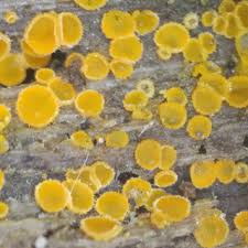 Attēlu rezultāti vaicājumam “Sowerbyella radiculata”