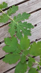 Attēlu rezultāti vaicājumam “Chelidonium majus leaf”