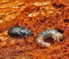 Attēlu rezultāti vaicājumam “Ceruchus chrysomelinus”