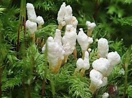 Attēlu rezultāti vaicājumam “Cordyceps farinosa”