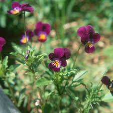 Attēlu rezultāti vaicājumam “Viola tricolor subsp. curtisii leaf”