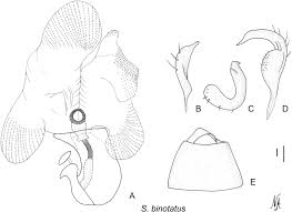 Attēlu rezultāti vaicājumam “Stenotus binotatus male”