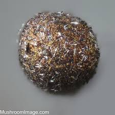 Attēlu rezultāti vaicājumam “Lamproderma pulchellum macro”