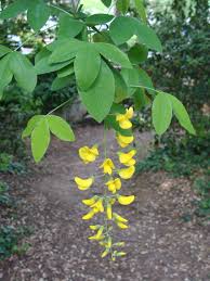 Attēlu rezultāti vaicājumam “Laburnum anagyroides leaf”