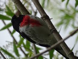 Image result for Pheucticus ludovicianus